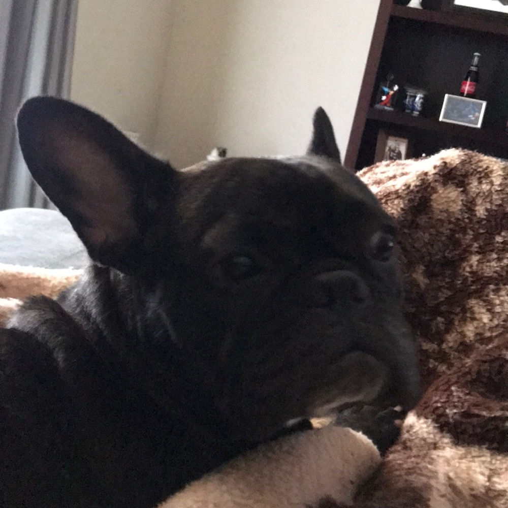 Meet your Posher, Buck